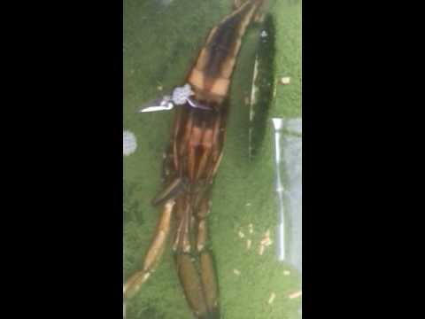 macrobrachium americanum