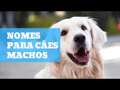 Vídeo: O que faz um cão observar uma pessoa?