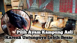 Raising Native Chickens Is More Profitable Than Raising Superior Native Chickens 