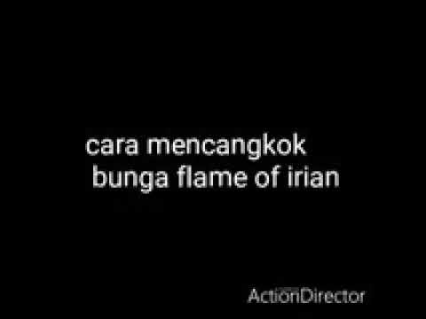 Cara mencangkok bunga flame of irian 