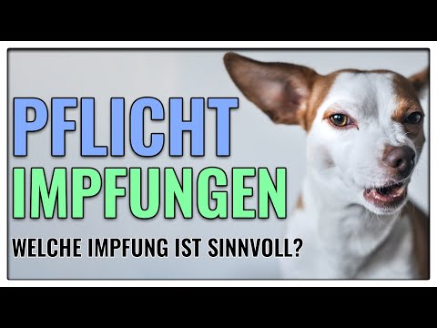 Video: Müssen Inside Dogs wirklich geimpft werden?