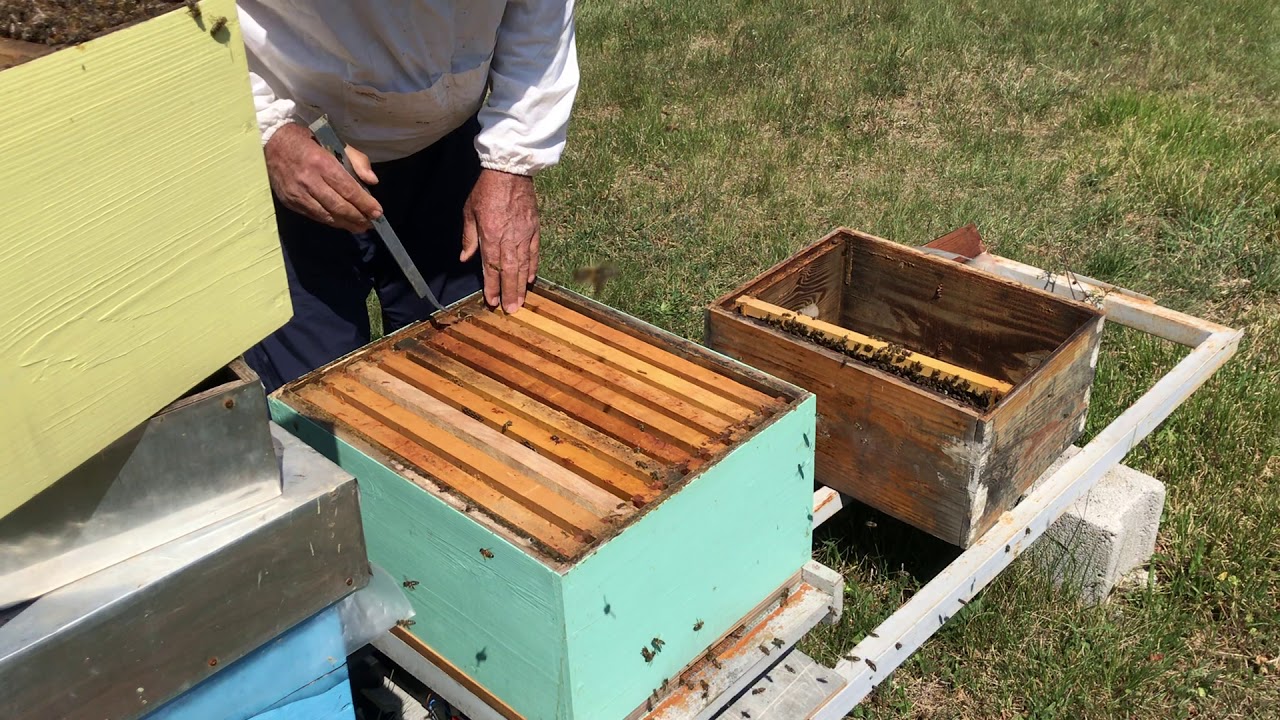 Proljetno pčelarenje 2020. II dio - proširivanje legla i dodavanje trećeg nastavka