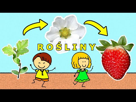 Czego potrzebują ROŚLINY? Jak rosną, kwitną i owocują? Film edukacyjny dla dzieci – lekcja po polsku