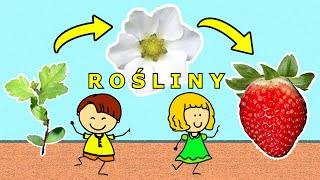 Czego potrzebują ROŚLINY? Jak rosną, kwitną i owocują? Film edukacyjny dla dzieci - lekcja po polsku