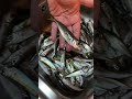 Адреналин с берега: ставрида на крючке и тарелке #fishing #shorts #рыбалка #ставрида