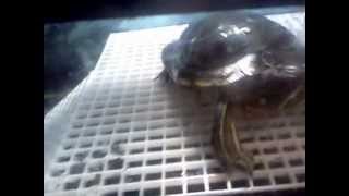 DIY Building Large Turtle Ramp and Basking Dock Part 5
