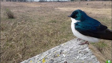 Tree Swallows (HD Nature Clips)