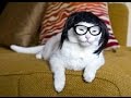 Strange cats - Funny cat, animal Compilation 2017