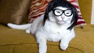 Strange cats - Funny cat, animal Compilation 2017