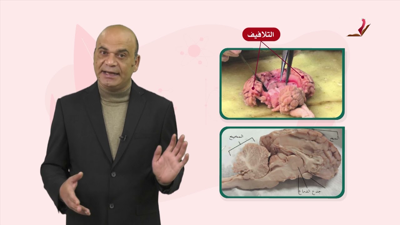 العلوم والحياة 7 - فصل 2  | الجهاز العصبي (1)