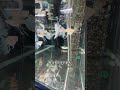 水族箱蝸牛功能|缸底原來這樣清|天空藍孔雀魚