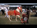 Horse dancing to the rhythm of dhol only in india