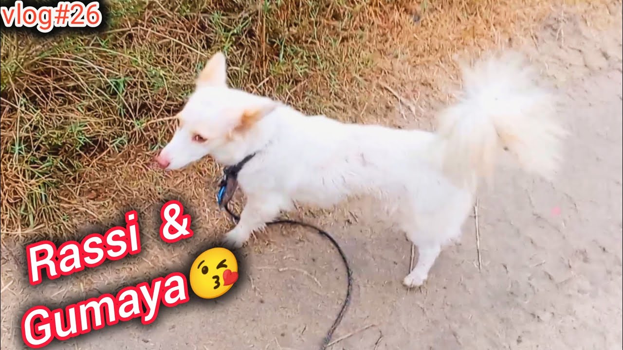 Dog 🐕 ko rassi pehnai 🤗 or gumaya - YouTube