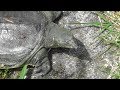 【再編集】多摩川自給自足生活(その8)