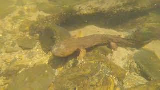 Hellbender 2