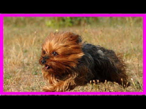 Yorkshire Terrier: Tipps für die Erziehung