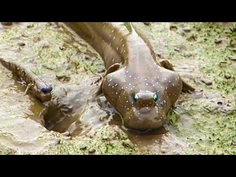 Fish that walks on land