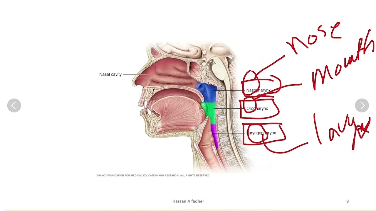 Medical terminology- Respiratory system