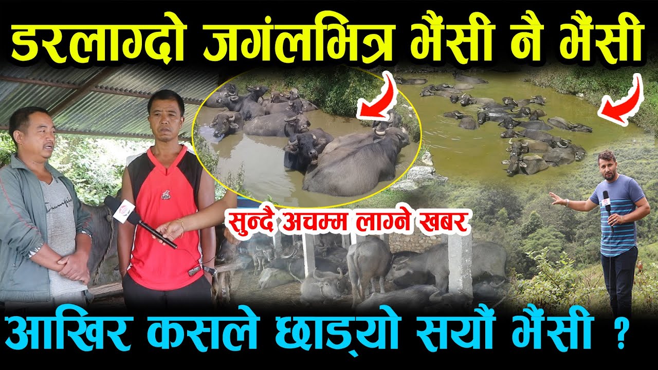 कस्तो अचम्म ! बाघ डुल्ने जङ्गल भरी भैंसी नै भैंसी , कारण यस्तो Buffalo Farm In Nepal Gulmi