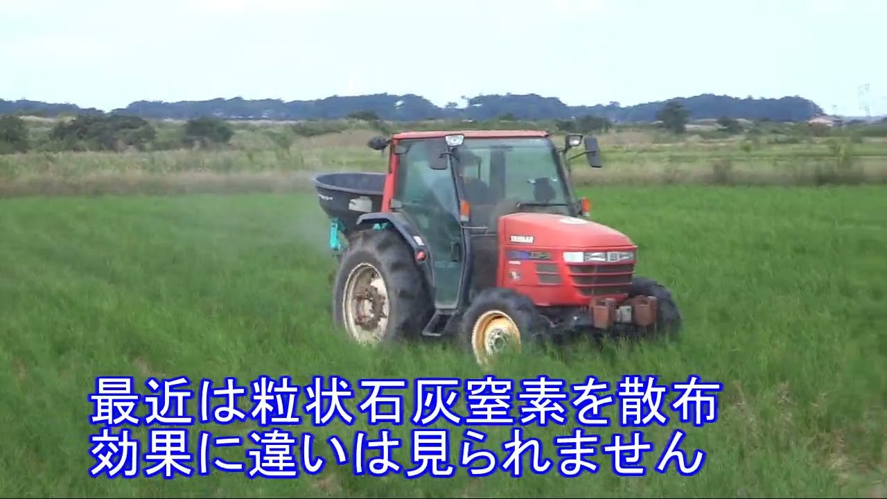 ２０２１　ヒエとの闘い　石灰窒素の効果について