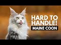 5 reasons most people cant handle a maine coon cat