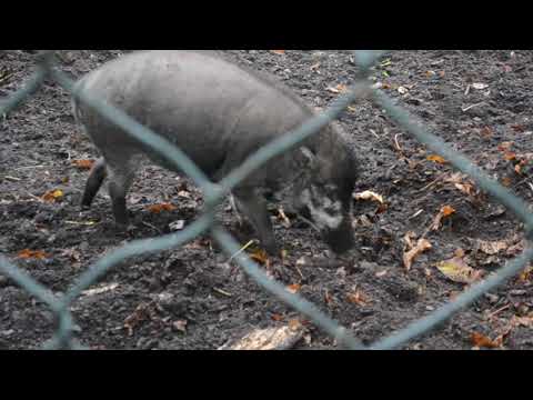 Video Visayan Warty Pigs Using Tools