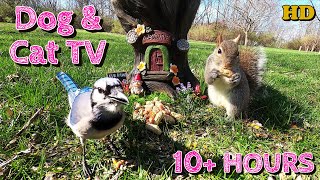 Dog & Cat TV  🐕🐈 📺 | Squirrels, Blue Jays, and more | Videos for Cats to watch | 10-Hours  😍 by Four Paws TV 41,740 views 1 year ago 10 hours, 4 minutes