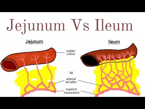 Video: Unterschied Zwischen Jejunum Und Ileum