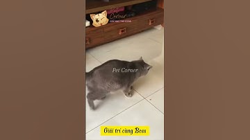 Vì yêu cứ đâm đầu | Tổng hợp video dài hước về chó mèo - Pet Corner