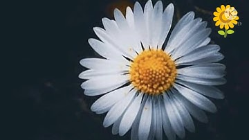 القارئ مشاري البغلي ما تيسر من سورة إبراهيم