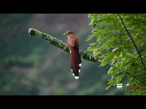 YouTube video koYdbfbzd90 thumbnail