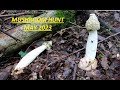 Mushrooms hunt May 2023 Serbia first Boletas.