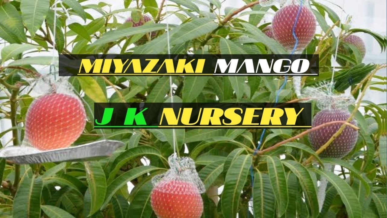 Miyazaki Mango Plant Available J K NURSERY YouTube