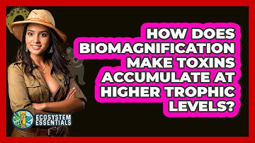 How Does Biomagnification Make Toxins Accumulate At Higher Trophic Levels? - Ecosystem Essentials