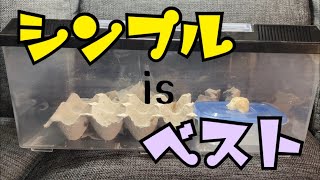 餌用コオロギの管理方法