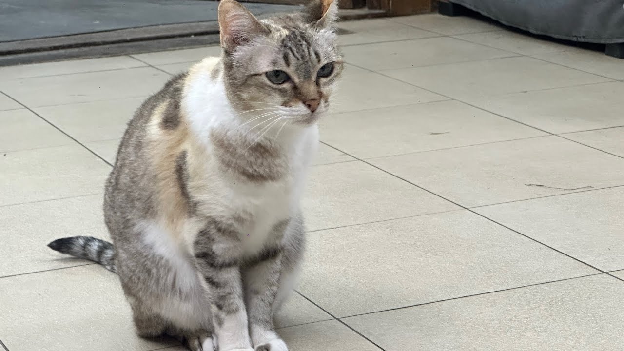 Cute Cats at Beauty World Plaza Singapore