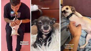 MREVIATAR TIKTOK COMPILATION CHIHUAHUA | Niki the angry chihuahua dog | #chihuahua #mreviatar