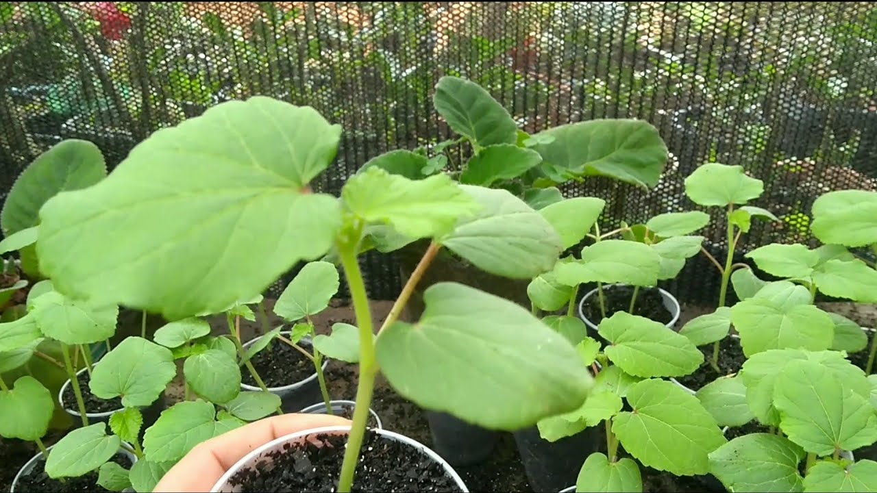 Como plantar quiabo sem perder muda