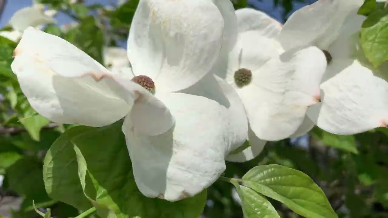 White Dogwood Flowers