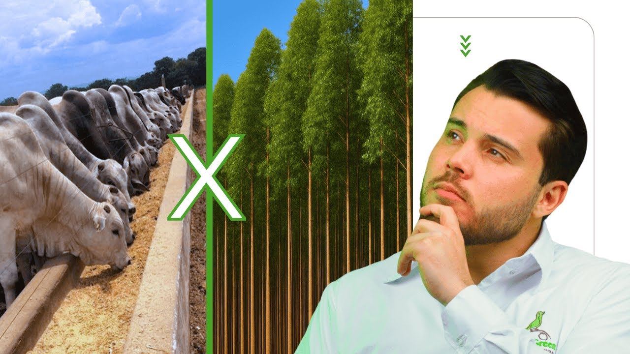 GADO vs EUCALIPTO? Escolha Qual Lado é Melhor em 2026 (Compare)