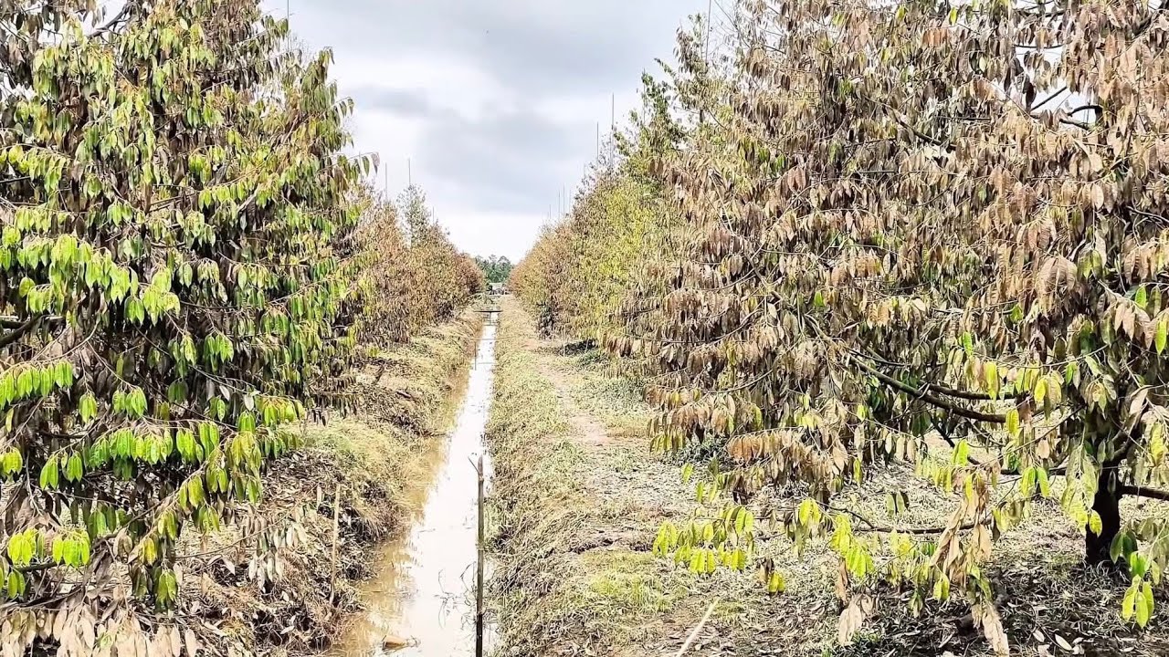 Sầu riêng miền Tây gồng mình mùa nước nổi 2025 