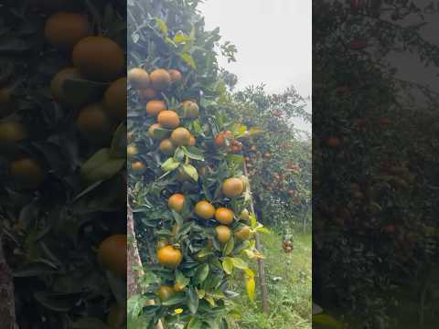 باغ نارنگی کینو دزفول  کشاورزی   