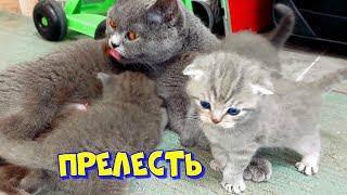 🐱ПРЕЛЕСТНЫЕ КОТЯТА БУСИ! ADORABLE BUSI KITTENS!