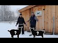 We Sold 2 of OUR Goats & Share Future Plans for the OFF GRID Property