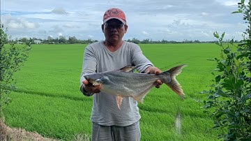 Điểm câu mới kênh Tà Lơi An Giang cá nhiều mà nhát ăn quá