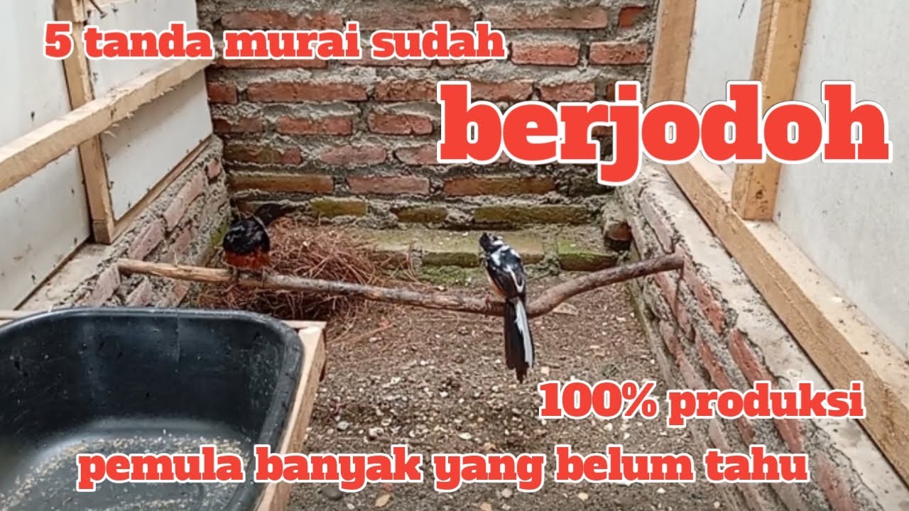 Pemula harus tahu 5 tanda murai sudah jodoh