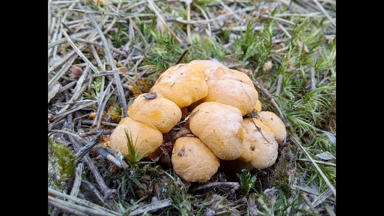 ULEWNE GRZYBOBRANIE!!! 27.06.25r ALE ULEWA!!! BĘDĄ GRZYBY!!! PODLASKIE! Kamera DJI Osmo Action 5 Pro