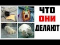 Лютые приколы. ЧТО ОНИ ДЕЛАЮТ.Угарные мемы