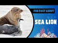 Discover 5 Fascinating Fun Facts about Sea Lions