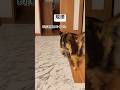 規律 #猫動画 #cat #ねこ #猫 #ネコ #癒される #保護猫 #三毛猫 #子猫 #かわいい #かわいい猫